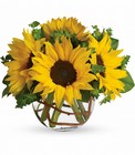 Sunny Sunflowers from Sharon Elizabeth's Floral Designs in Berlin, CT